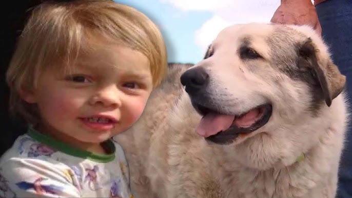 Missing 2-Year-Old Boy Found by Dog After Night in Arizona Desert